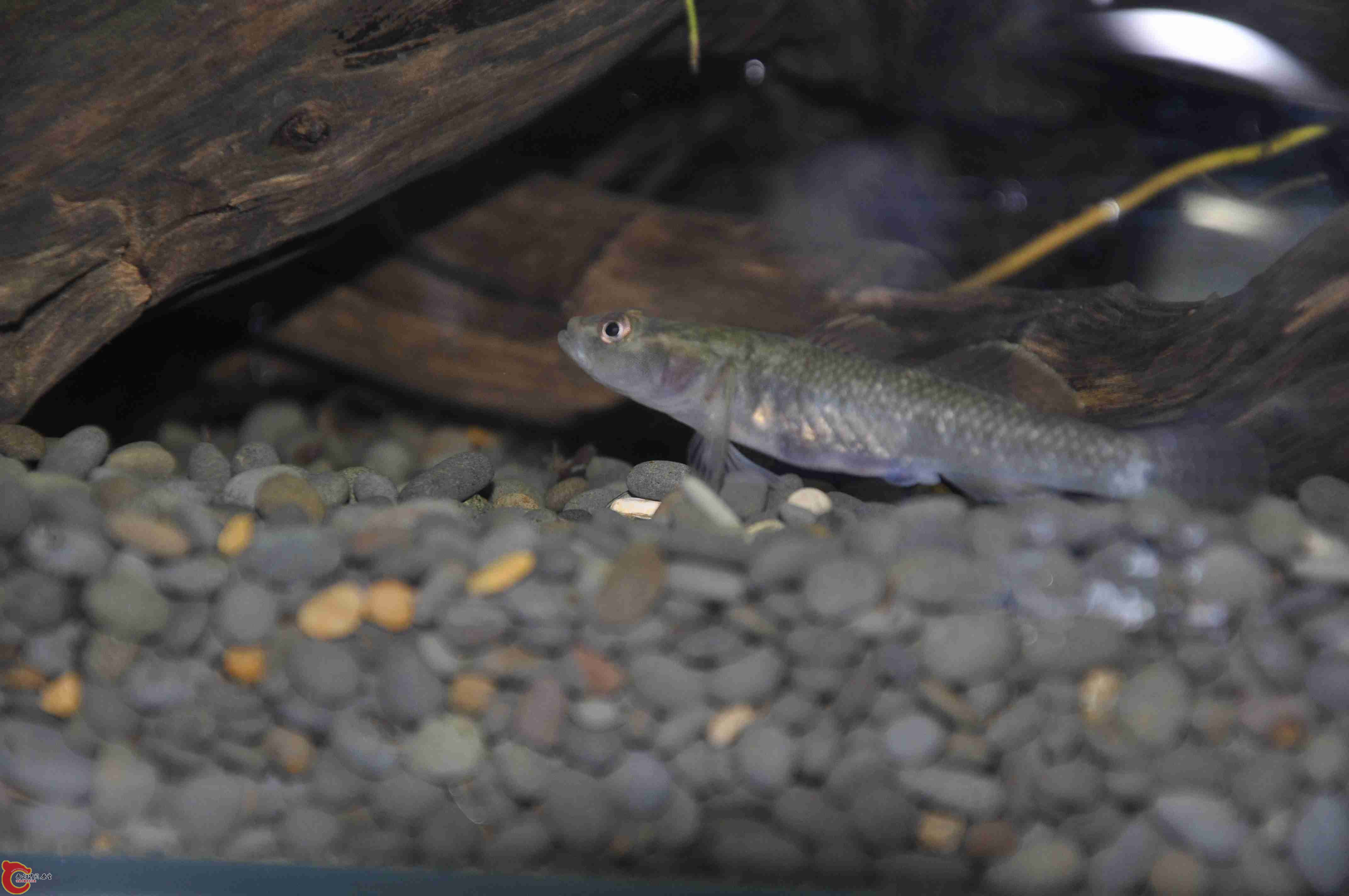 这条是不是母的呢