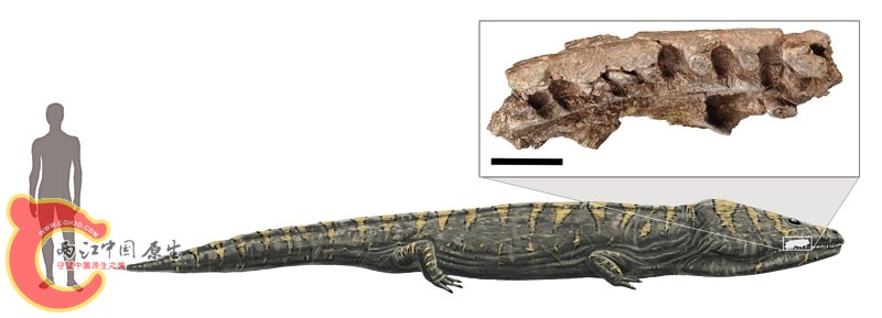salamandre_geante.jpg