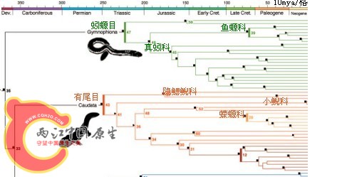 两栖动物.jpg