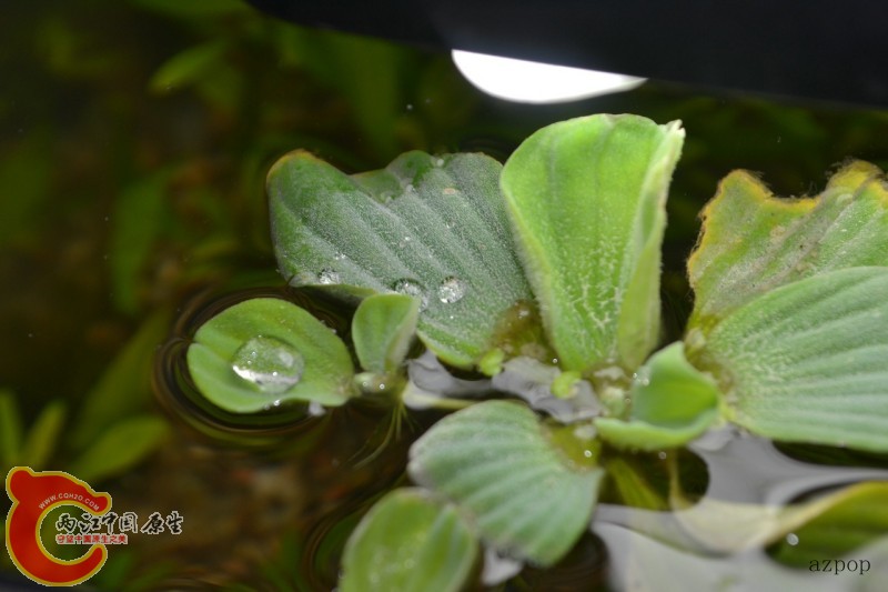 水芙蓉 (1).jpg
