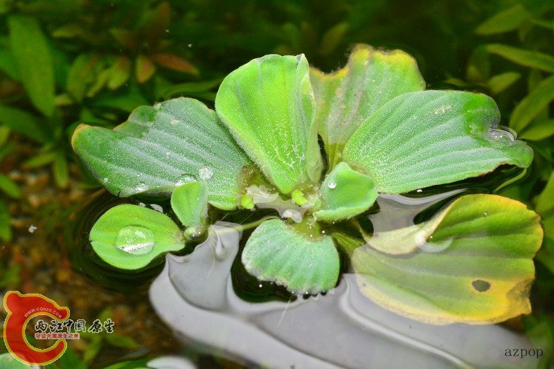 水芙蓉 (3).jpg