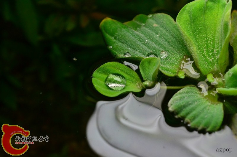 水芙蓉 (6).jpg