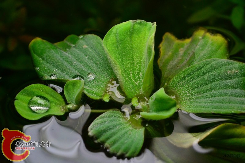 水芙蓉 (7).jpg