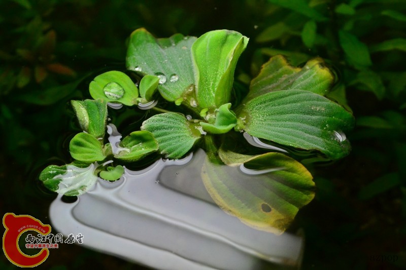 水芙蓉 (8).jpg
