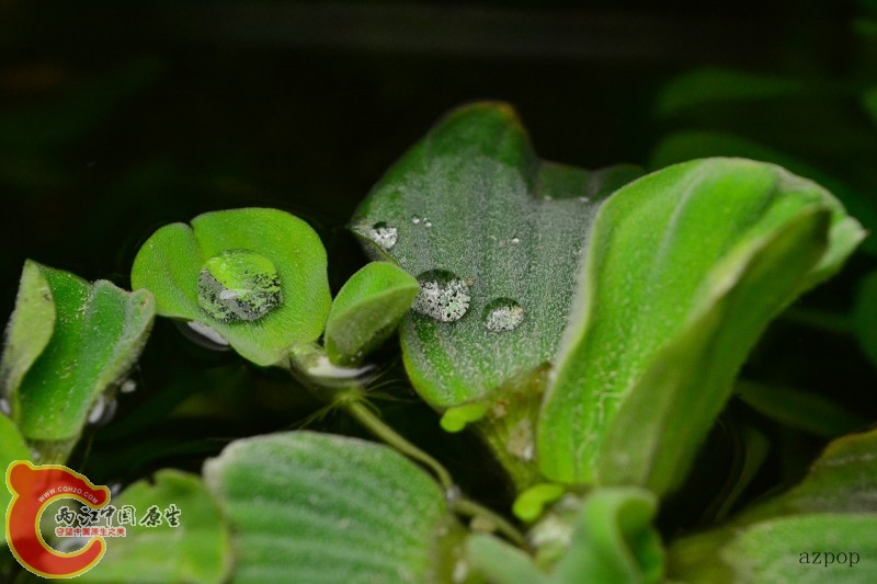 水芙蓉 (9).jpg