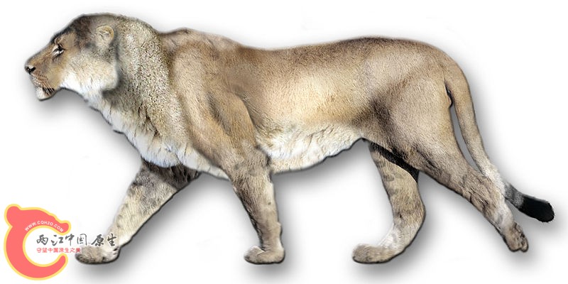 残暴狮 Panthera leo atrox 2.jpg