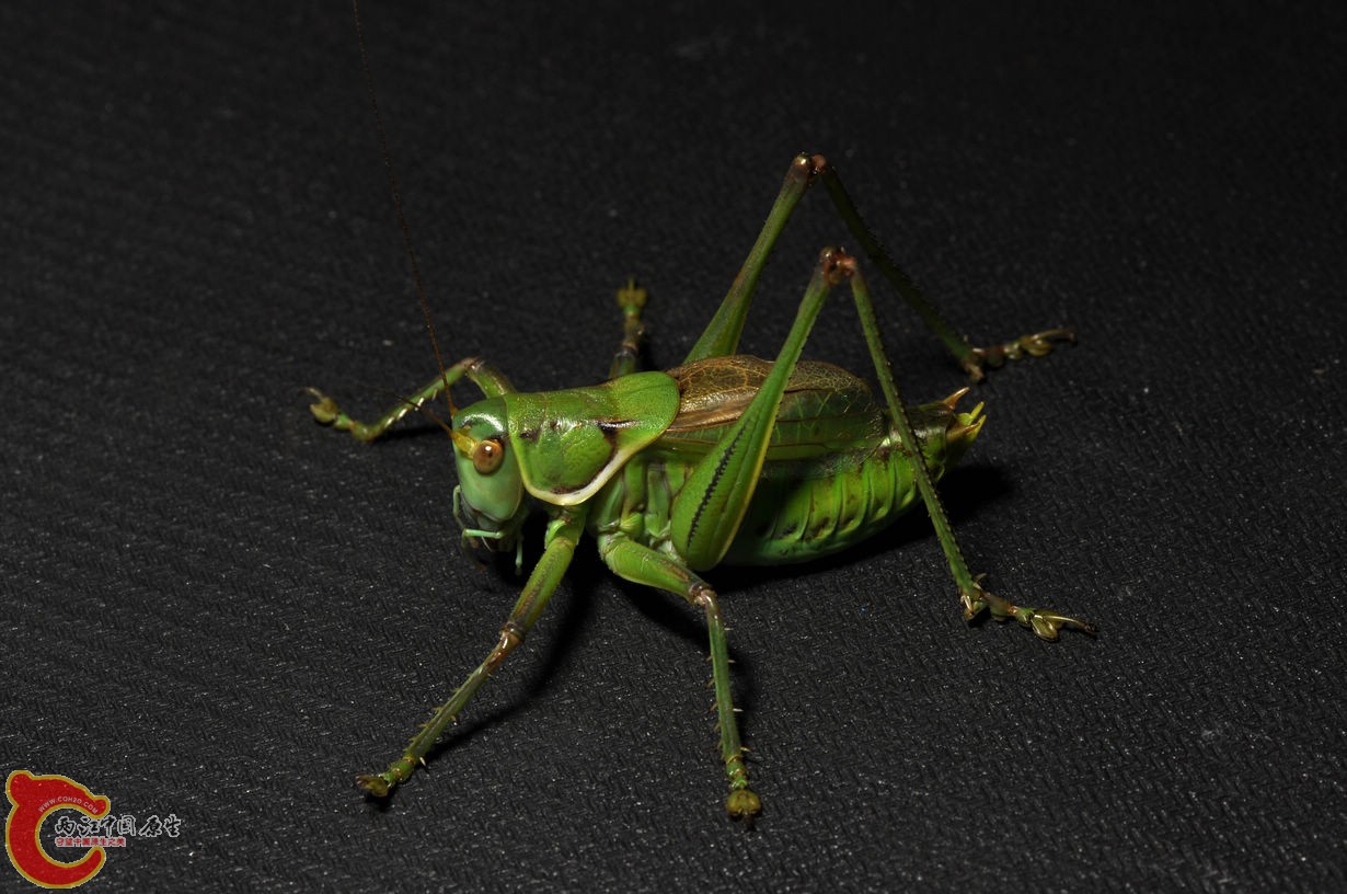 DSC_0003.jpg