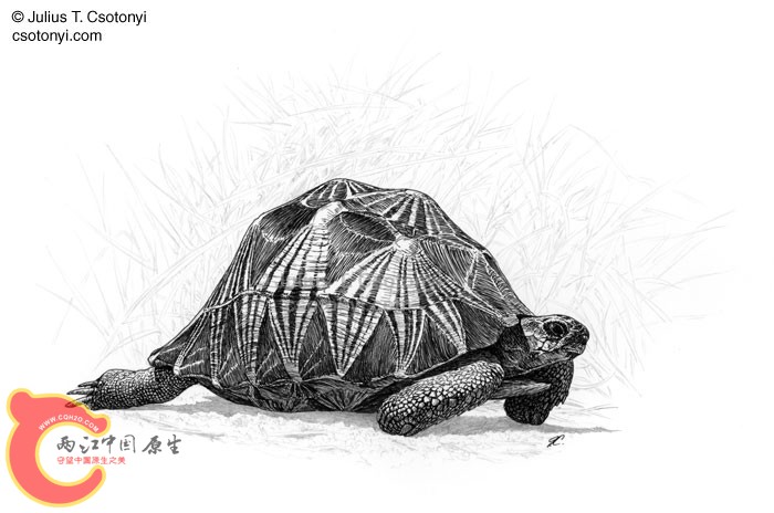 TestudoRadiata.jpg