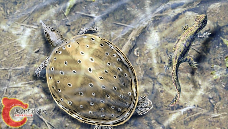 trionyx_chelotriton鳖.jpg