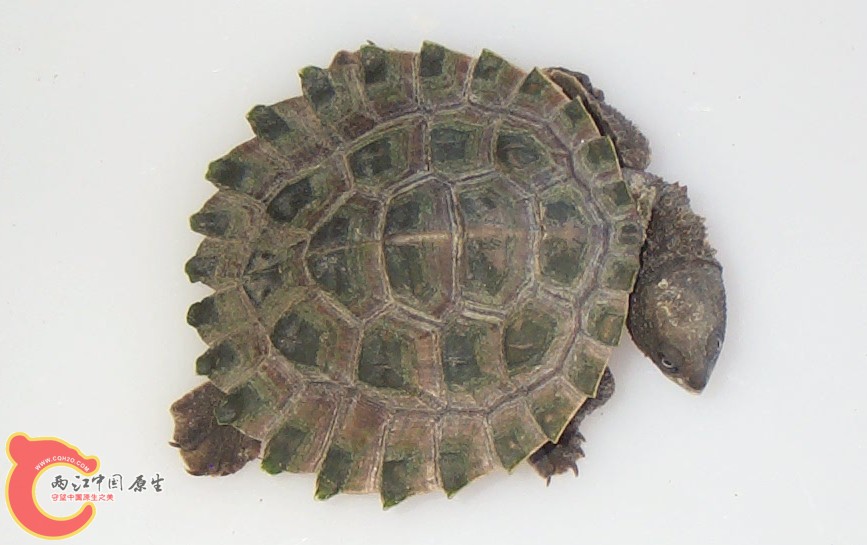 非茨罗依河龟 (Rheodytes leukops).jpg