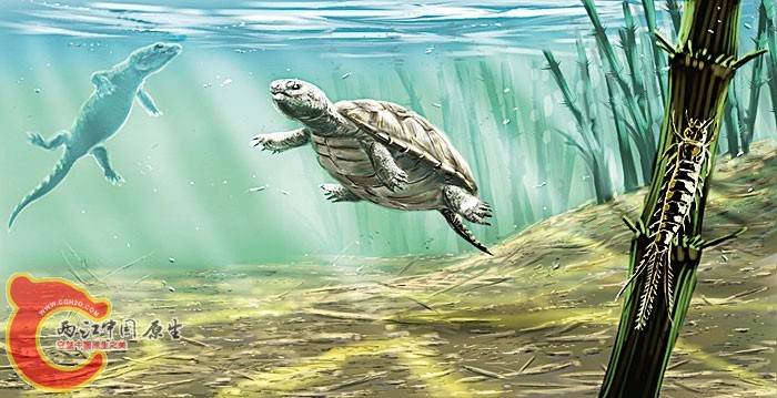 满洲龟manchurochelys.jpg
