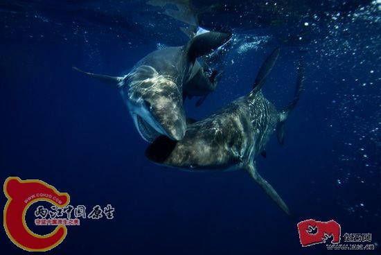 Blacktip-Sharks-550.jpeg