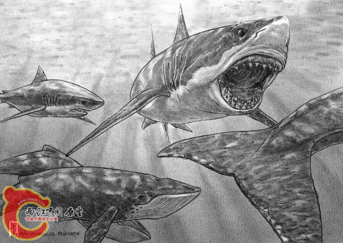 Carcharocles_hunting_whales噬人鲨.jpg