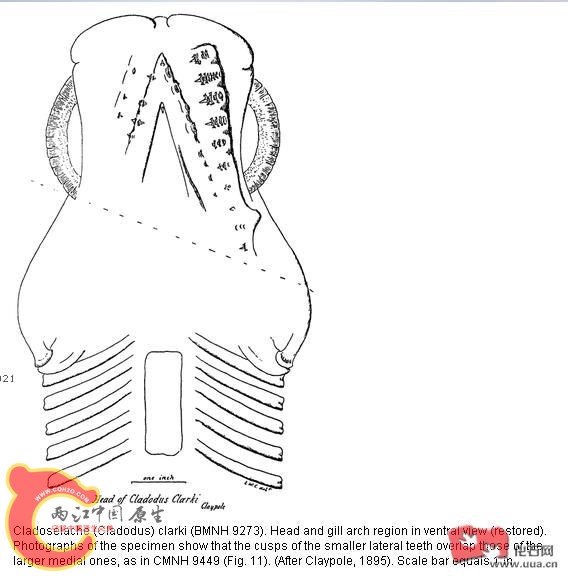 Cladoselache (Cladodus) clarki.JPG