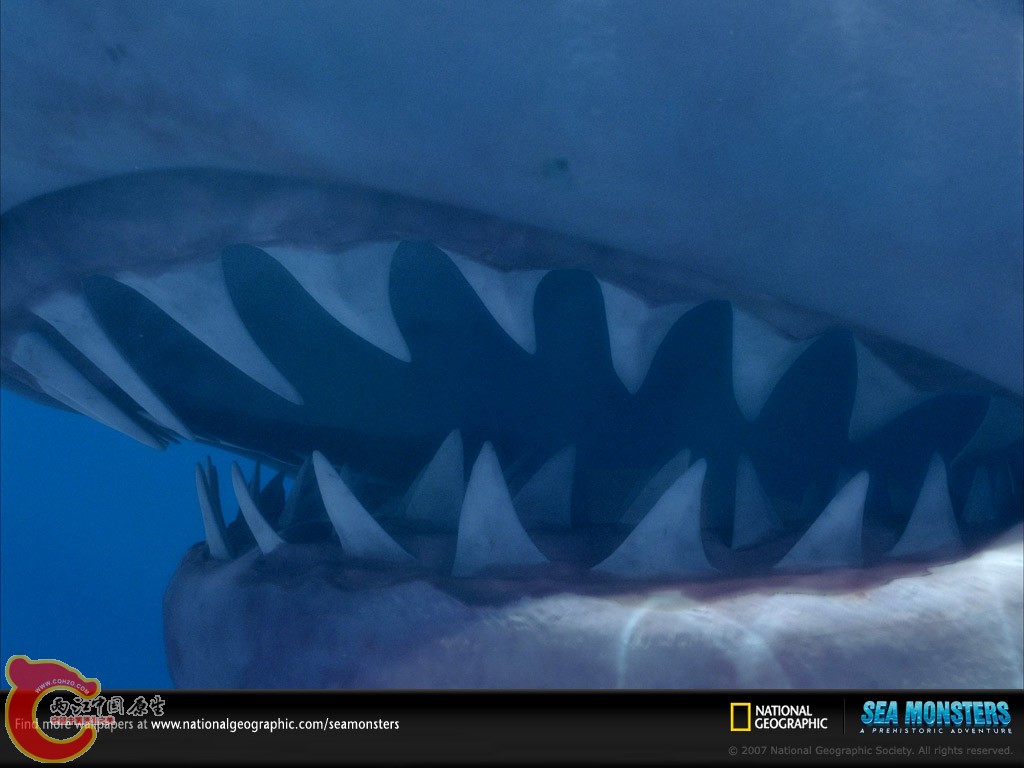 cretoxyrhina_teeth-lw.jpg