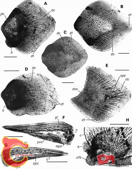 Kannathalepis   milleri.jpg