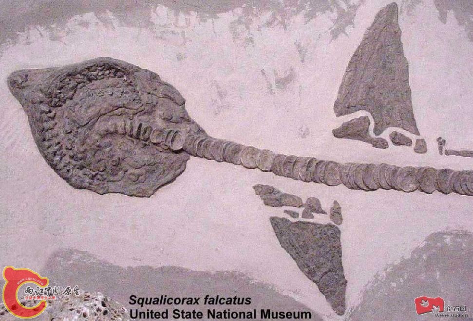Squalicorax  falcatus.JPG