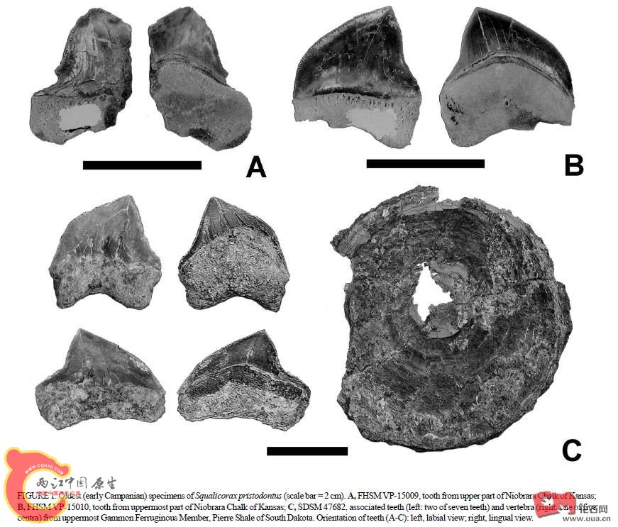 Squalicorax pristodontus.JPG