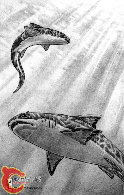 synechodus_hybodus弓鲛.jpg