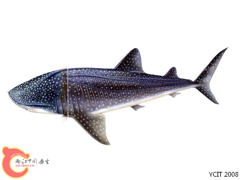 鲸鲨    Rhincodon typus.jpg
