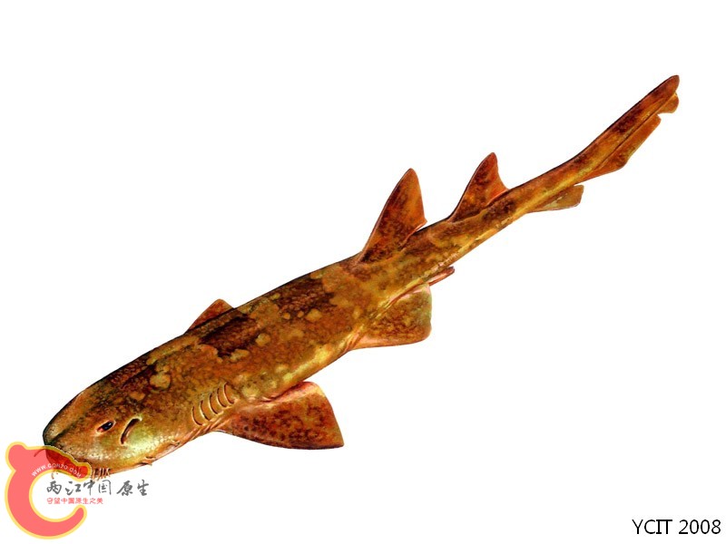 日本须鲨    Orectolobus japonicus.jpg