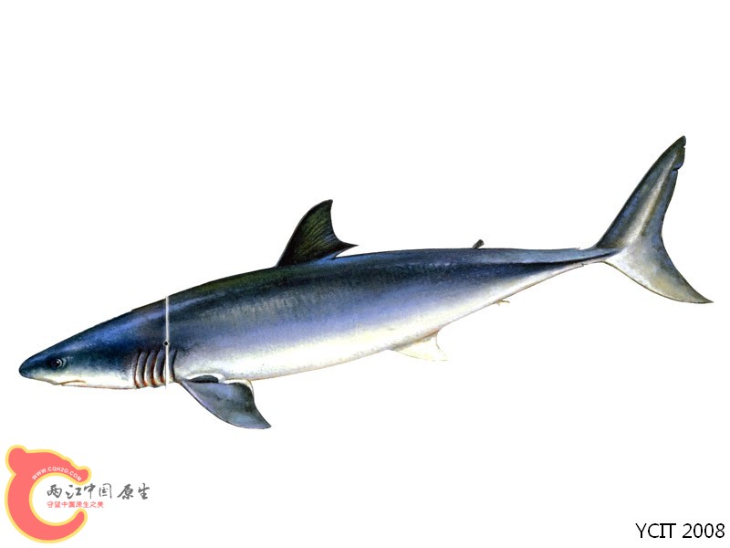 噬人鲨    Carcharodon carcharias.jpg