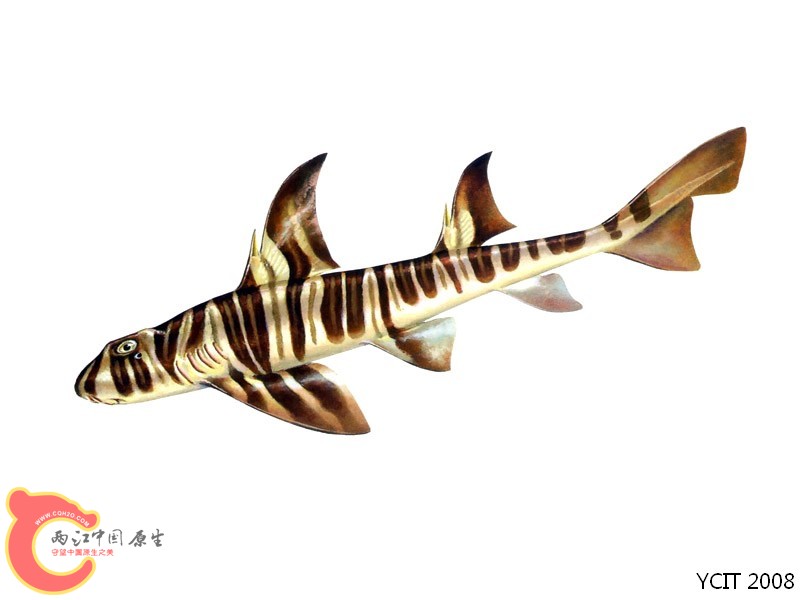 狭纹虎鲨    Heterodontus zebra.jpg
