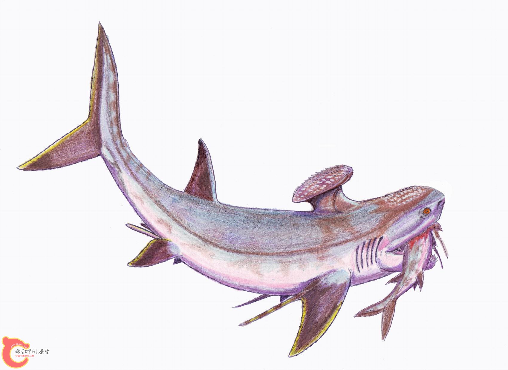 胸脊鲨Stethacanthus1DB.jpg