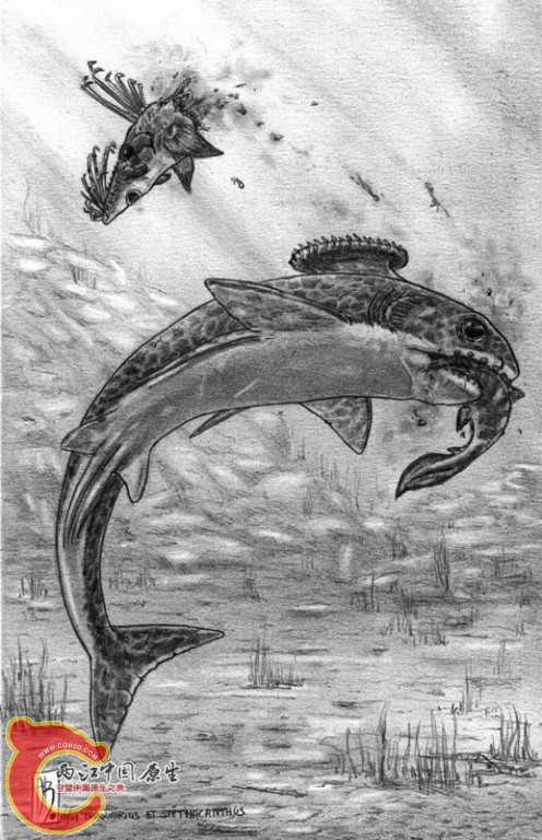 胸脊鲨Stethacanthus2.jpg