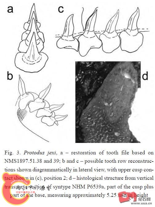 原齿鲨Protodus.JPG