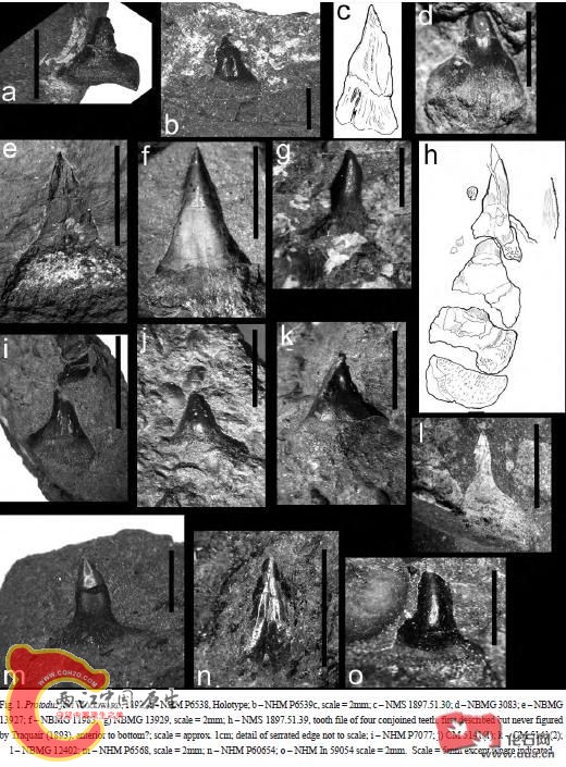 原齿鲨Protodus2.JPG