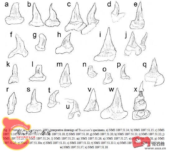 原齿鲨Protodus3.jpg