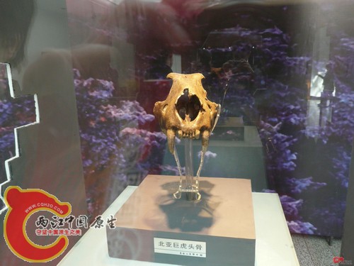 北亚巨虎2.jpg