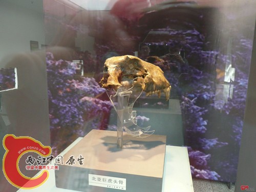 北亚巨虎5.jpg