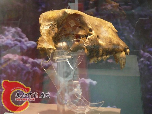 北亚巨虎8.jpg