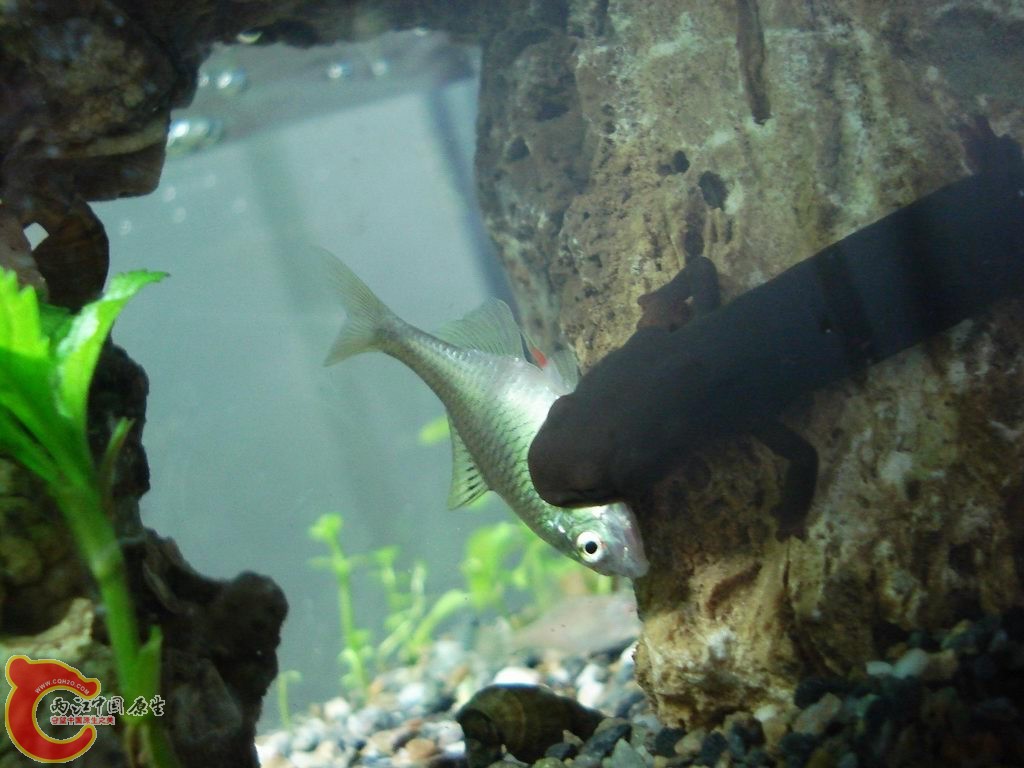 新买的母蝾螈，吃鰟鮍