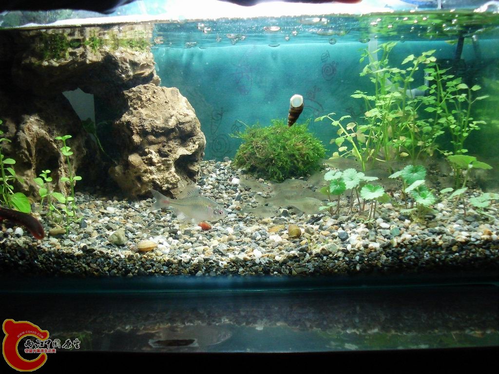 后面那个圆石头包的是花园里采的蕨类，感觉想泪珠莫斯