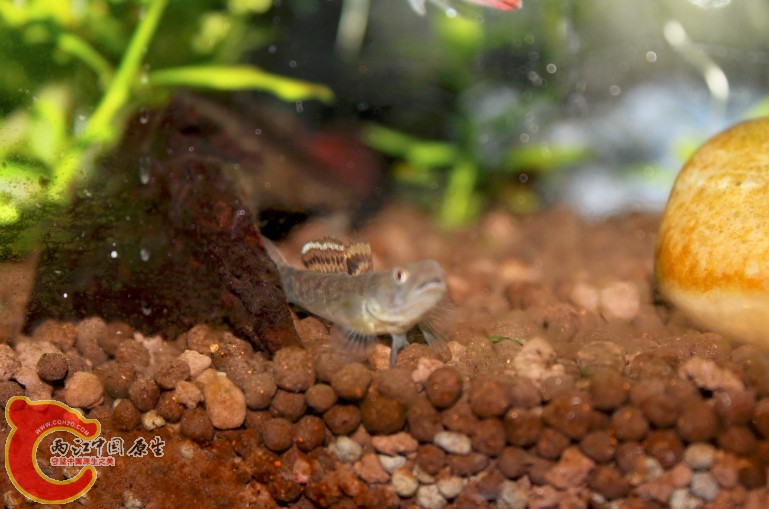 鰟鮍缸元老级粘皮