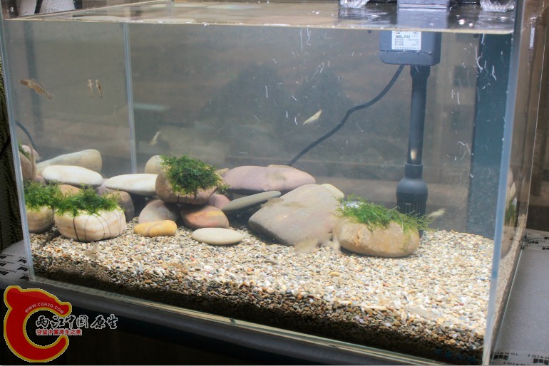 新的50虾虎缸 底砂网上买的河沙 灯照后觉得过亮