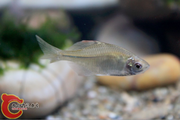 虾虎缸的鰟鮍，被波啃的，野生波嘴贫。。