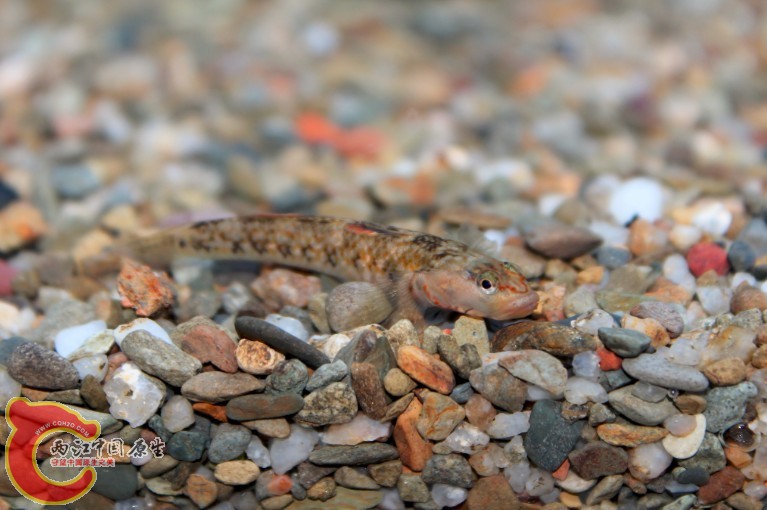 入新缸有点委屈有点怂
