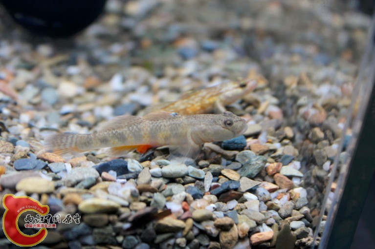 不是只有人有三急的