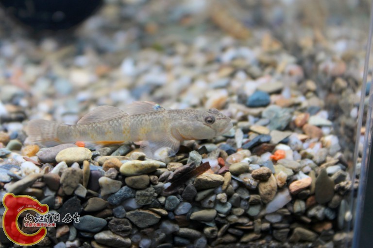 结束了，舒服。。