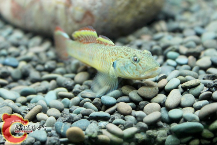 最后以以前的最爱收尾