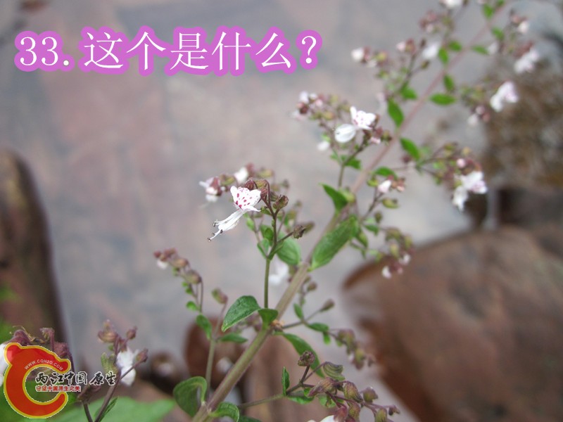 IMG_2924_副本.jpg