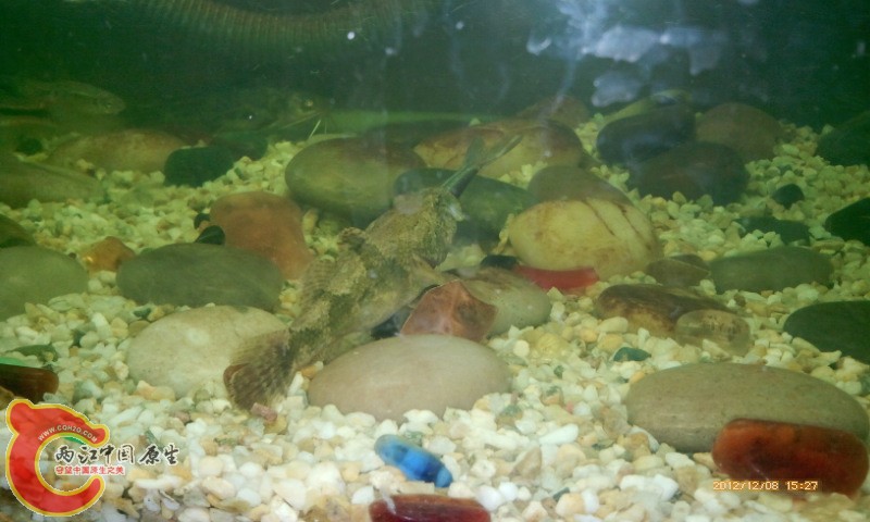 昨天下午吞掉的，今天还漏了一条鱼尾巴在外面，不会把它噎死吧？