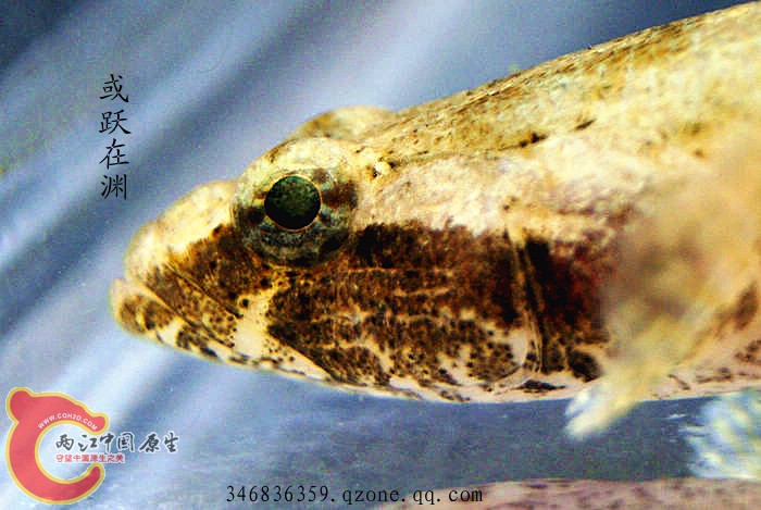 海丰沙塘鳢 (2).jpg