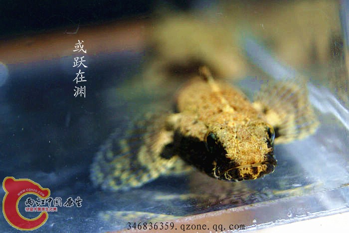 海丰沙塘鳢 (5).jpg