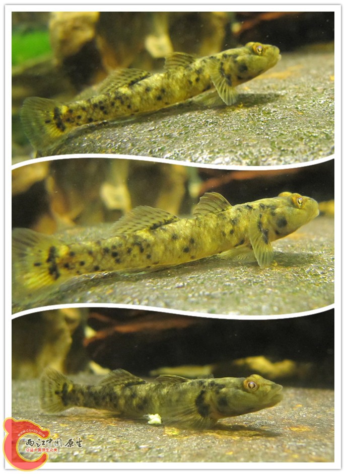 应朋友们的要求，补发虾虎的大图。还有一种周身墨色的虾虎，在沉木后躲匿不出，择日拍摄后再上图。 10月野采 ...