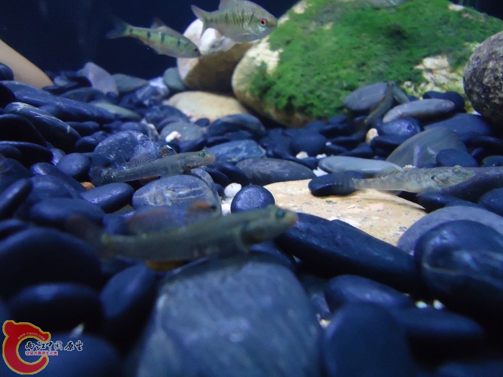 溪吻.子陵.小鲃